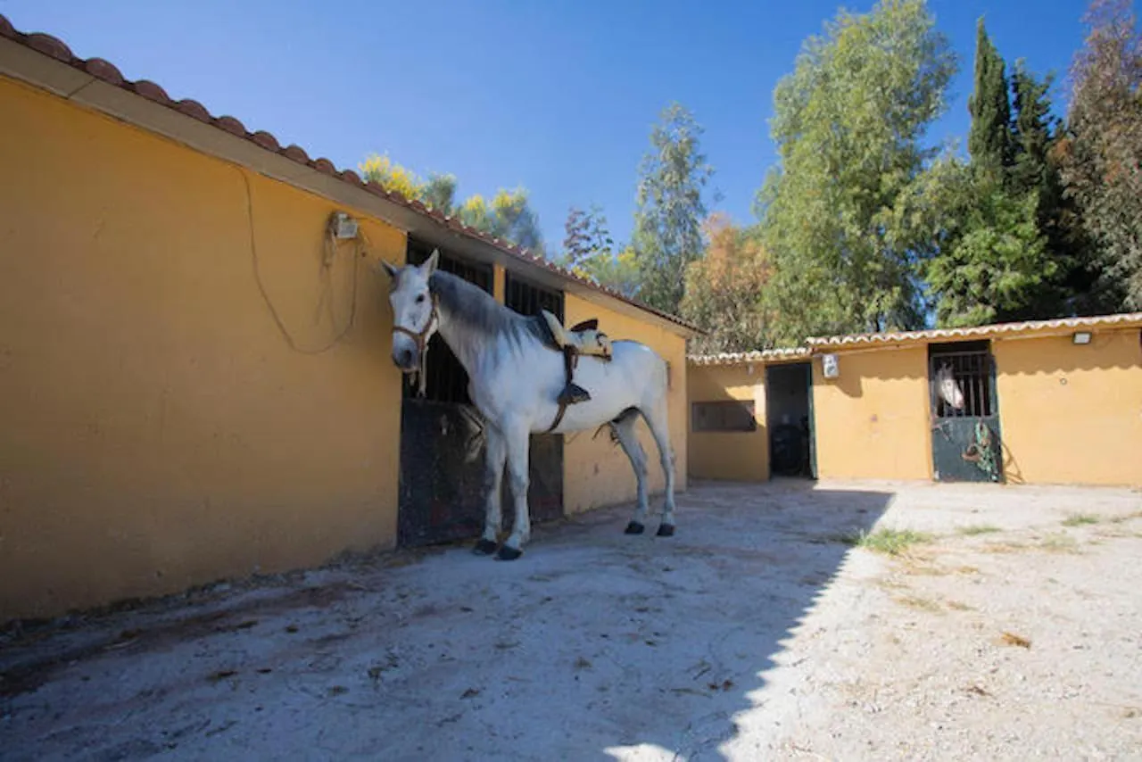 4 Bungalows-Cortijo Da Luigi-4 Adultos-2 Dormitorios-Piscina-Ideal Familias-Cartama-Malaga Séjour à la campagne